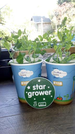 Pea growers of the week this week.