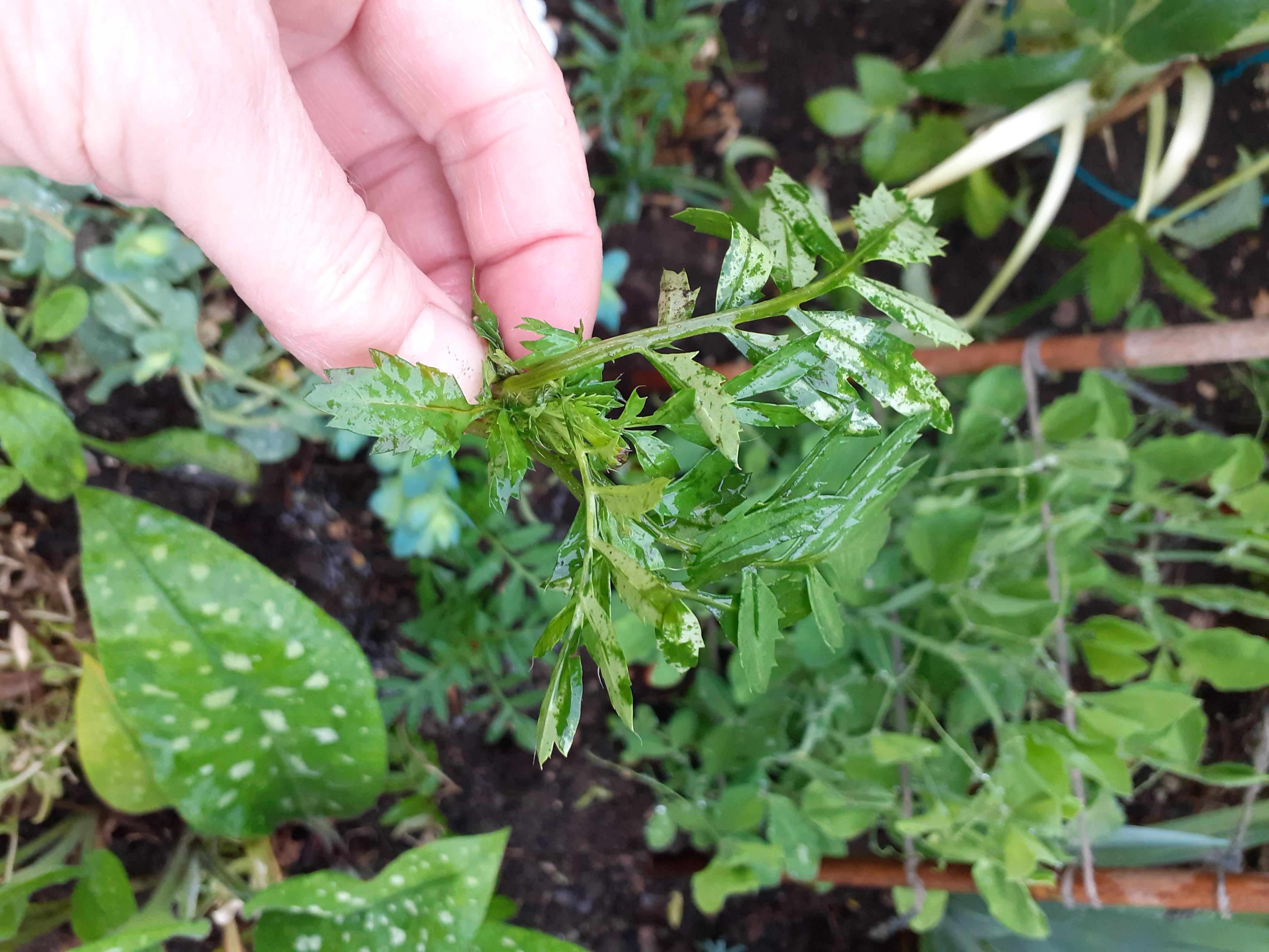 Slugs are eating my marigolds! It ate the stalk!